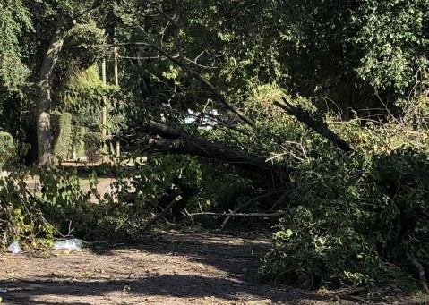 Una calle de Parque Rivadavia lleva casi una semana "cortada" por la ca&iacute;da de un &aacute;rbol: el reclamo de los vecinos