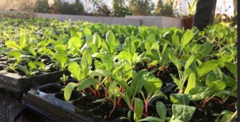 Entrega de plantines en la Plaza Central