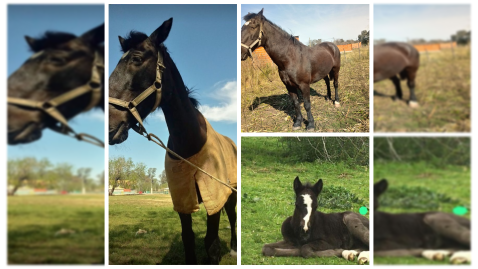 Vecino del barrio Altos Verdes denunció el robo de sus tres caballos desde el interior de su finca