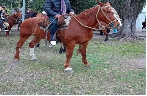 La angustia de una familia del barrio Figueroa Alcorta a la que le robaron el caballo a plena luz del día