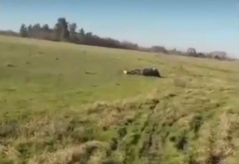 Robaron un caballo, lo lastimaron y lo abandonaron en Gral Rodríguez: murió horas después