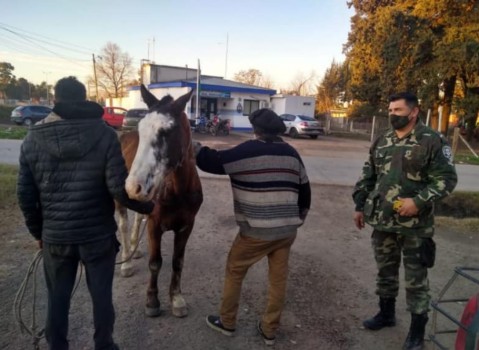 Policía Rural recuperó un caballo robado en Pilar