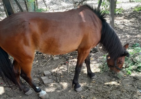 La angustia de un vecino de San Carlos al que le robaron su caballo de toda la vida