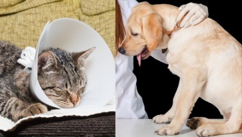 Jueves 30: Turnos para castraciones de Zoonosis Municipal