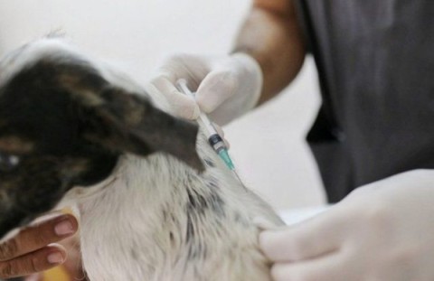 Nueva jornada de entrega de turnos para castración de mascotas