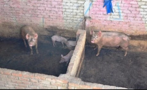 Misterio en barrio San Carlos: lo hallaron muerto y comido por los cerdos