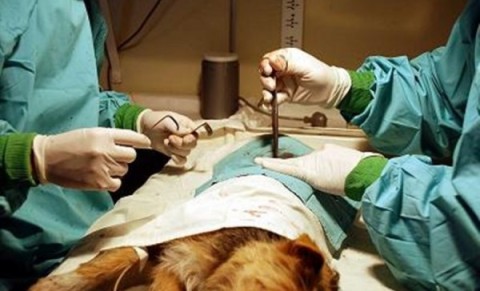 Se entregarán turnos para castración gratuita
