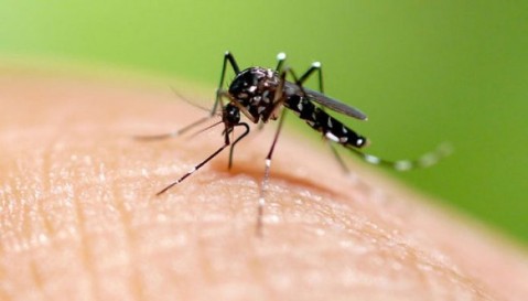 Alerta por dengue en la Provincia: en General Rodríguez, los casos crecieron más del 2000% en un mes