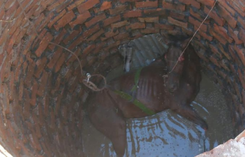 Bomberos rescataron a un caballo que cayó en un pozo en el barrio San Carlos