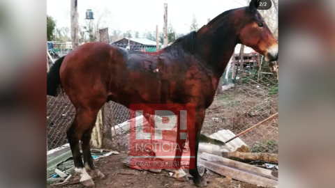 Denuncian el robo de un caballo en el barrio Los Viveros
