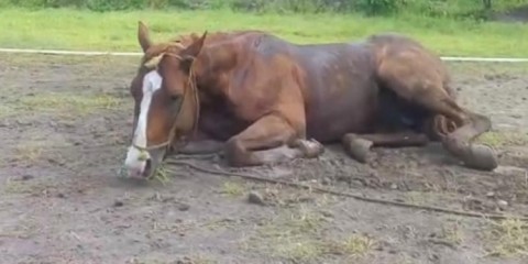 Reportan cerca de General Rodríguez un caso de un virus letal en caballos que puede contagiarse a humanos: de qué se trata