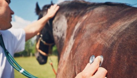 Contra la encefalomielitis equina: vacunas y microchips en una actividad promovida por el área de Producción Municipal