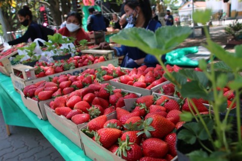 Tercera Fiesta de la Frutilla en General Rodríguez con feria gastronómica y shows musicales: cuándo y dónde será