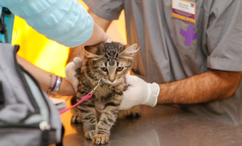 Zoonosis entregará turnos para castraciones gratuitas: cuándo y dónde presentarse