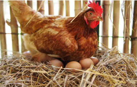 Cómo anotarse para recibir gallinas ponedoras en General Rodríguez