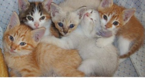 Zoonosis municipal realizará una jornada de adopción responsable de gatitos