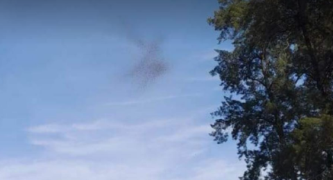 Preocupación por la aparición de una "nube negra" de insectos en el barrio Raffo: qué eran