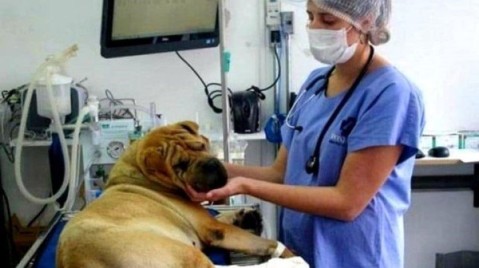 Juntan casi 3000 firmas para pedir un hospital veterinario gratuito en Gral Rodríguez