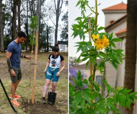 El Municipio colocó un árbol como inicio de una "reforestación" tras las críticas por la tala en monte del hospital