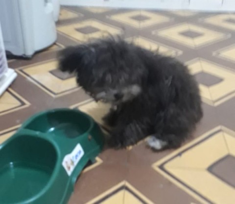 Tras d&iacute;as de incertidumbre, Coco regres&oacute; con su familia sano y salvo