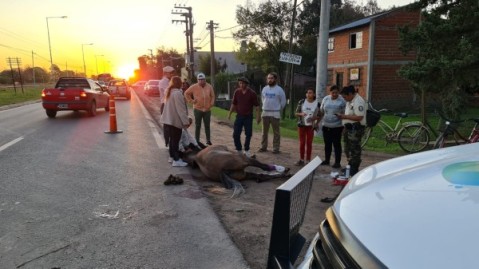 Dos caballos cruzaron la Ruta 7 y un automovilista no pudo evitar a uno de ellos, que quedó grave