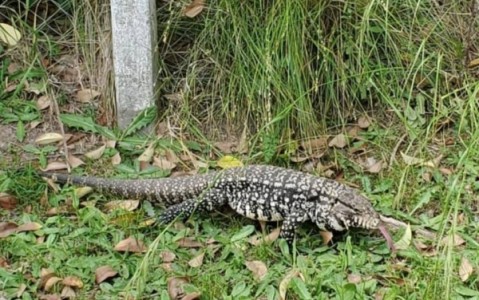 Lagartos overos en General Rodr&iacute;guez: el Municipio inform&oacute; qu&eacute; hacer en caso de ver uno