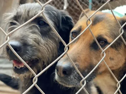 Cada vez más cerca la Ley contra el Maltrato Animal en Provincia: qué implica