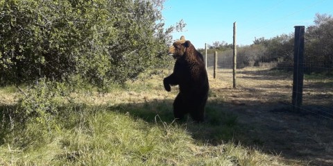 Liberaron a un oso pardo que se encontraba en cautiverio en Gral. Rodríguez