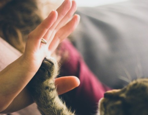 Tenencia responsable: claves para el cuidado de las mascotas