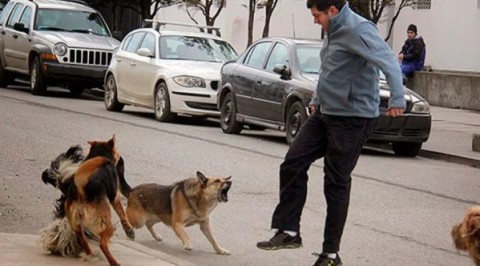 Comienza la inscripción digital de “Perros Potencialmente Peligrosos": cómo tramitar el microchip