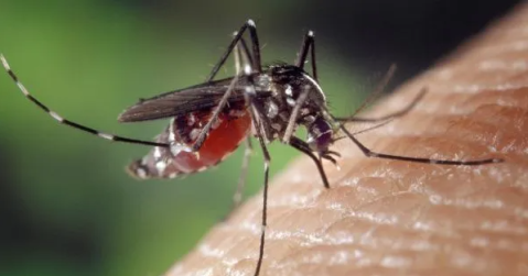 Alertan por invasión de mosquitos en Buenos Aires: son de la especie que contagia la Encefalomielitis Equina