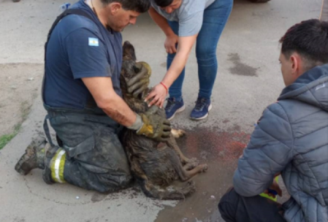 Vecinos héroes: salvaron la vida a un perrito atrapado por días en una cañería en la puerta de una escuela