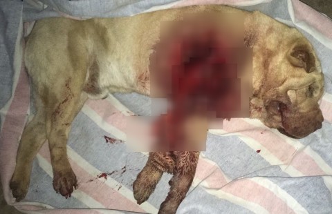 Perro apareció con brutal herida pero oficialmente niegan que haya sido atacado por el puma