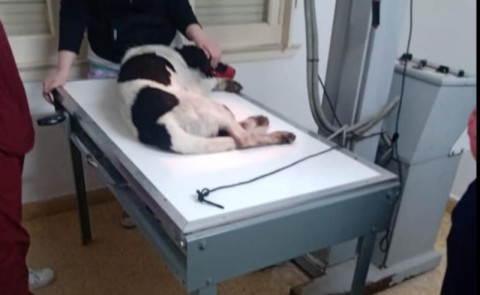 Rescataron a un perro que quedó en el medio de la Autopista