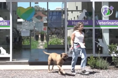 Chip para perros "potencialmente peligrosos": cómo y dónde llevarlo para colocárselo y cumplir la ordenanza local