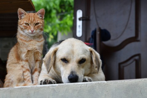 El Hospital Veterinario entrega turnos para castrar perros y gatos: cómo conseguirlo