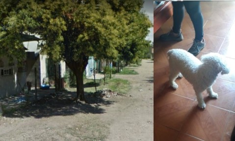 Perro mató a otra mascota del vecino y varios ahora reclaman acciones