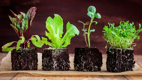 Este viernes se entregarán plantines hortícolas en la Plaza Central