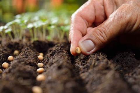 El viernes cierra un Taller de Huerta y entrega de semillas en el Polideportivo Municipal