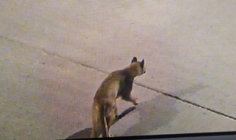 Apareció un puma en San Andrés de Giles y creen que es el que estuvo en Gral Rodríguez