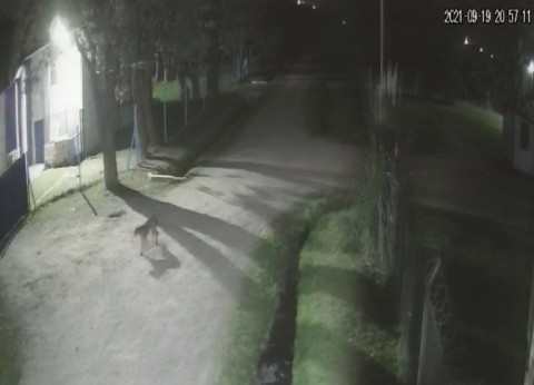 Video: inquietud en algunos barrios por la presencia de un puma suelto en las calles