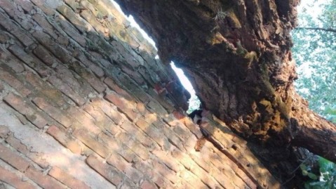 Desesperado pedido de ayuda de una vecina por un árbol quedó sobre su casa tras la tormenta