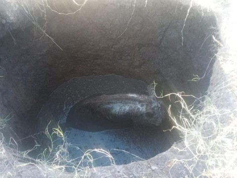 Video: as&iacute; rescataron a un caballo que cay&oacute; en un profundo pozo en Altos del Oeste
