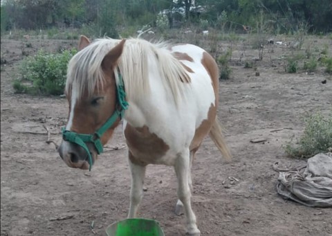 Una familia pide ayuda para recuperar el caballo que les robaron en Villa San Martín