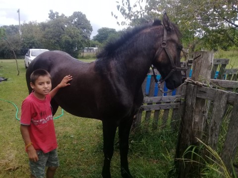 Familia busca desesperadamente recuperar el caballo que le robaron