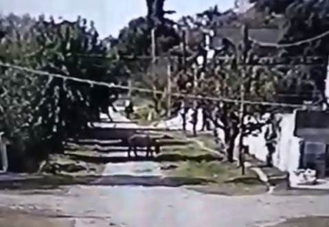 Video: así se robaron un caballo en barrio Santa Brígida