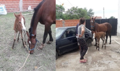 Video: robaron dos caballos en el barrio Los Naranjos