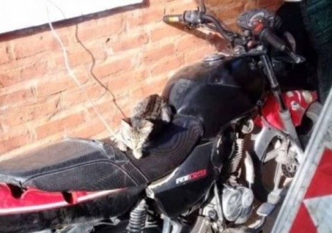 Delincuentes rompieron un port&oacute;n para entrar a robar a una casa c&eacute;ntrica