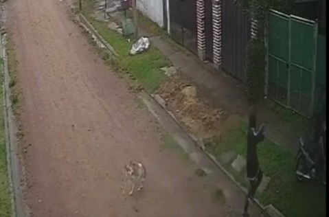 Video: así le robaron motochorros a una mujer frente a su casa en Villa Vengochea