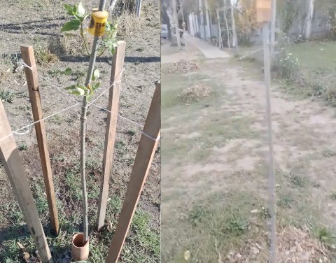 Enojo en Los Aromos: se robaron los tutores de madera de los árboles que plantaron junto al jardín del barrio
